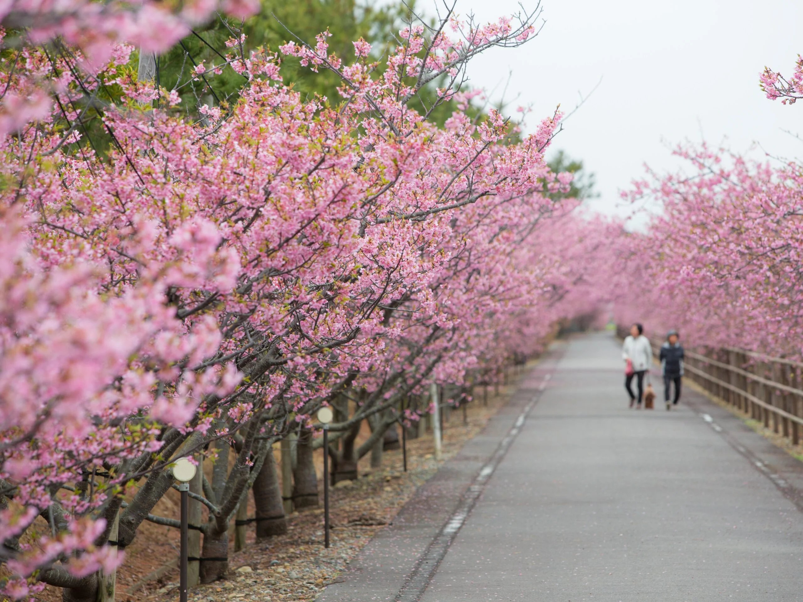 🏞️ 하마오카 사구 이미지 9